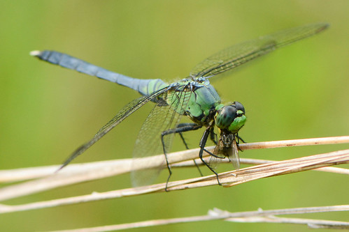 bonniesprairie illinois dragonfly easternpondhawk insect pondhawks