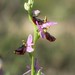Ibiza - Ophrys  balearica