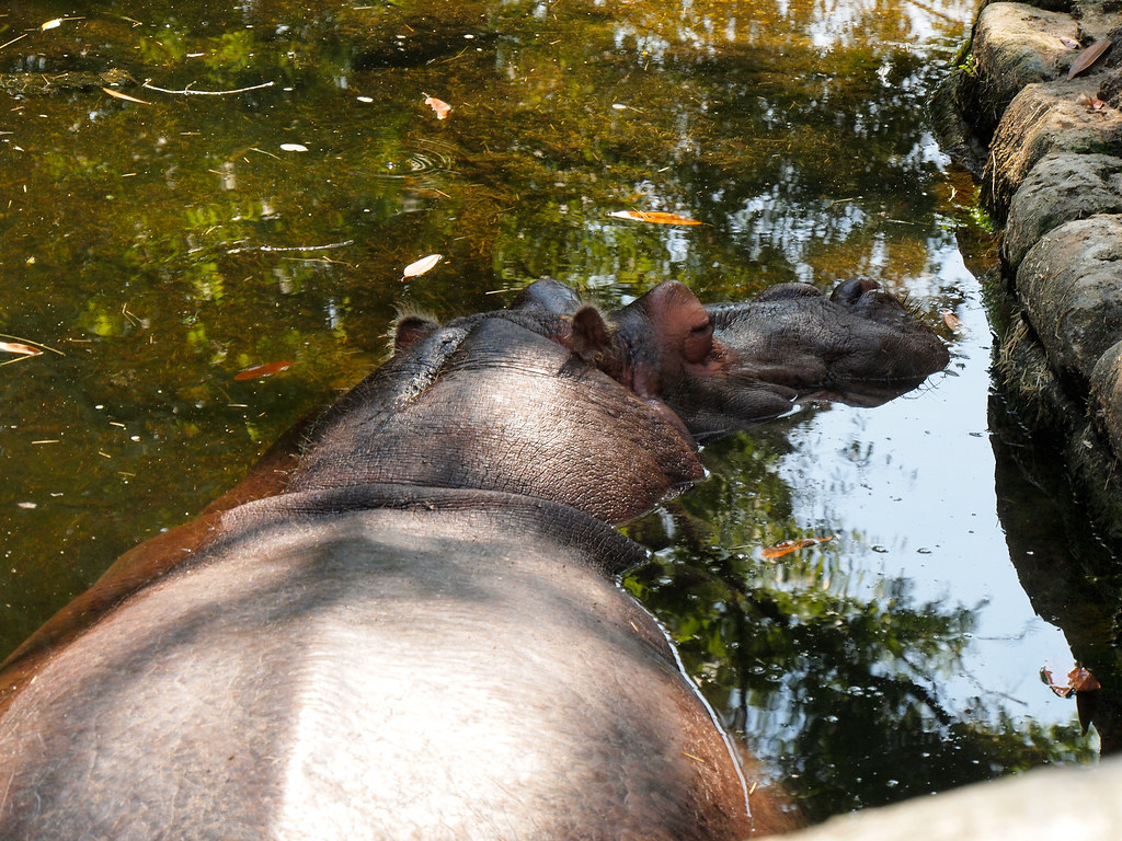 Lu the Hippo at Homosassa Springs