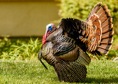 Wild Turkey courtship display