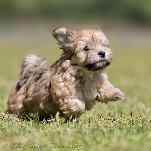 germany puppy havanese runningdog heek runinthesun on2legs