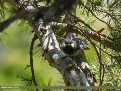Rufous-naped Tit (Periparus rufonuchalis)