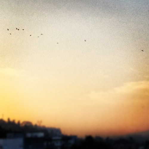 sunset birds uploaded:by=flickstagram instagram:photo=5043974293377617742274872