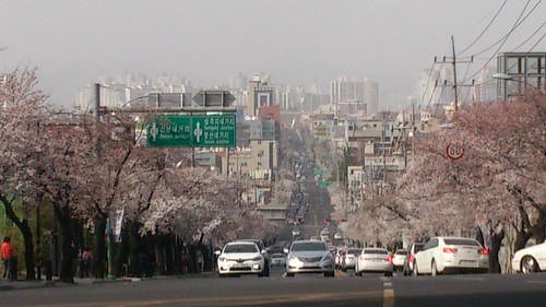 Cherry blossoms near Anjiran.Sta in Daegue, Gyeongsangbuk-do, S.Korea /March 29, 2015