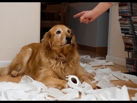 Funny Guilty Dogs Compilation 2013