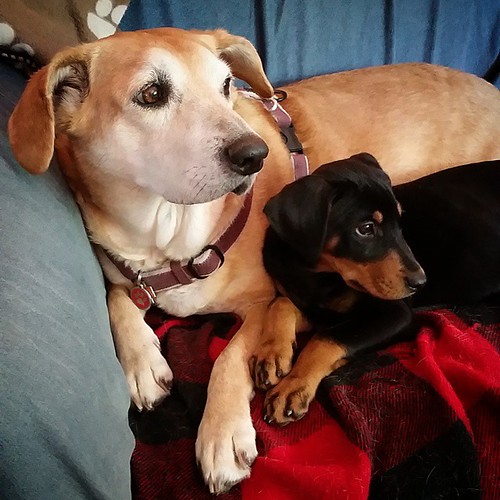 Sisters 💜 #dobermanmix #houndmix #puppylove #puppygram #rescueddogsofinstagram #adoptdontshop #muttsofinstagram #puppiesofinstagram #instapuppy #instadog #seniordog #ilovemydogs