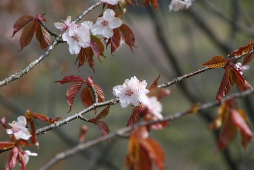 バラギ高原の桜