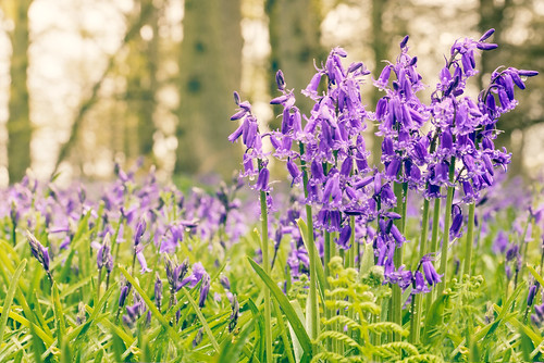 england nature forest landscape spring norfolk blickling hyacinthoidesnonscripta nikond800
