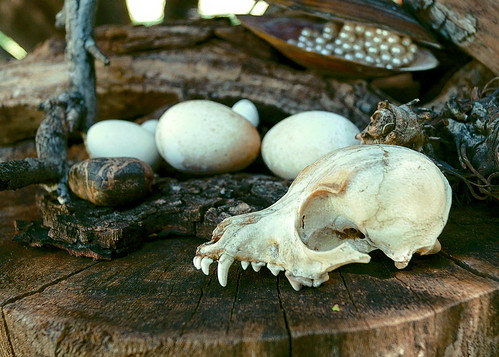 history abandoned skull texas decay country forgotten eggs sonycamera centraltexas amatuerphotography sonya58 backroadimages