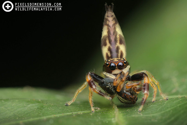 Jumping Spider ♀ with prey