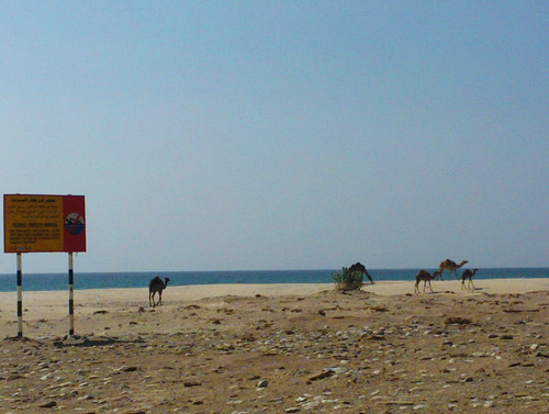 beach oman camels 150101381