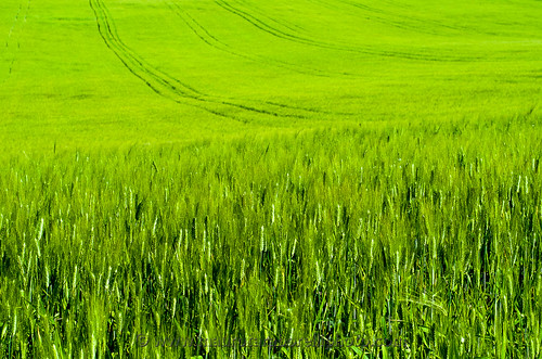 blue sky italy green field countryside spring europe afternoon outdoor wheat hill marche senigallia ancona nikond7000
