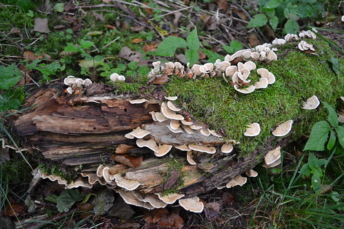 fungi stereaceae sammetsskinn leaffungus