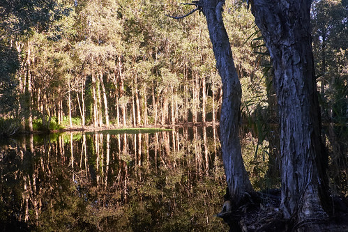 trees sunlight beach nature water creek forest reflections landscape pond stream natural bright vivid sunny australia colourful byronbay littoral suffolkpark paperbarks rikpiks richardrydge crichardrydge
