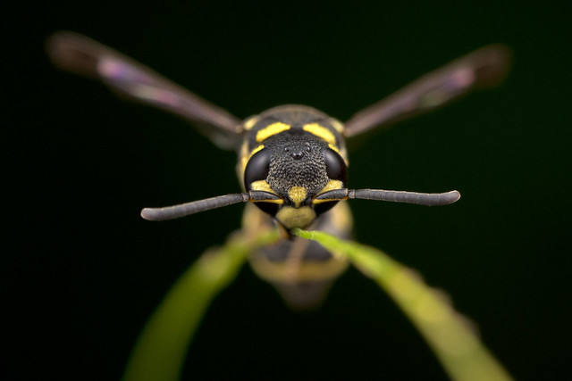 Potter wasp (Eumeninae) - DSC_8335
