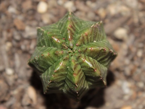 Euphorbia obesa x meloformis 17240804452_70eb754d51