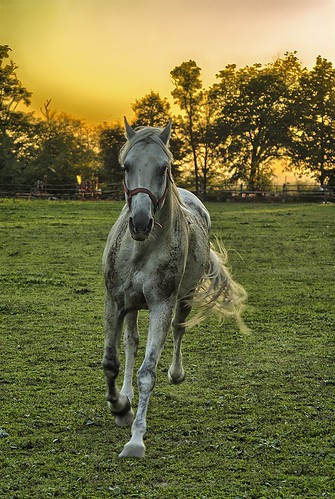 sunset horse nikon croatia d200 djakovo ivandvor