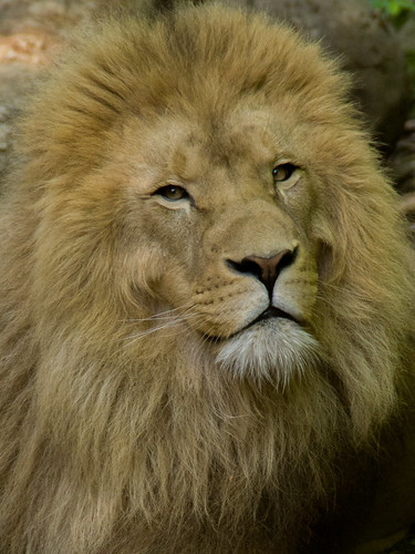 portrait animal king view lion regard félin zoobeauval
