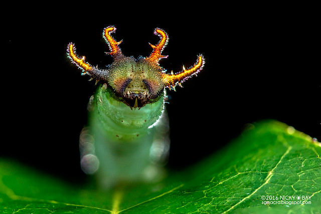 Nawab caterpillar (Polyura sp.) - DSC_2091