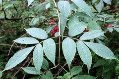 Com name: red elderberry