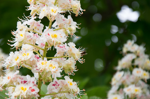 blossom bee chestnut