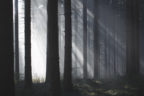 morning light sun mist tree fog forest sunrise canon austria spring woods beam rays mystic aflenz styria 100l 5dmkiii 5d3