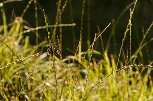 butterfly insect nikon d7000 greelow
