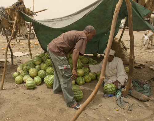 sudan nubia watermelons