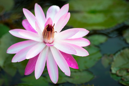 pink plant abstract flower color detail nature water beautiful beauty up thailand flora lily close view natural lotus blossom top background romance petal single sacred tropical bloom romantic aquatic elegance changwatpathumthani tambonkhlonghok