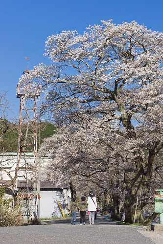 family tree cherry blossom sony sakura okayama maniwa nex7 sel1670z