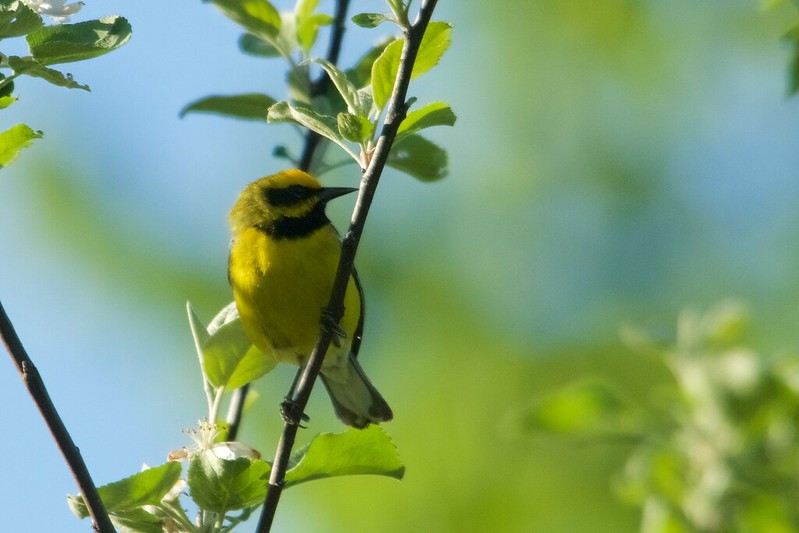 Lawrence's Warbler - Great Bear Springs Recreation Area