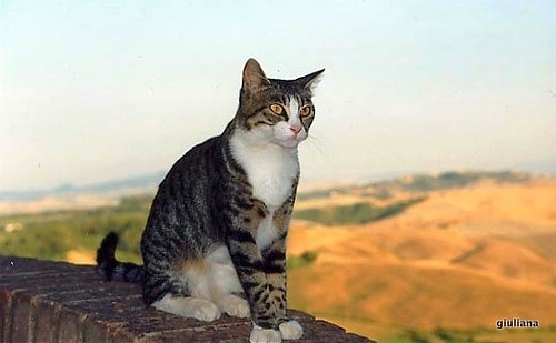 panorama beauty cat landscape hills tuscany toscana gatto pussycat colline bellezza elegance gatta eleganza cc100 terricciola collinepisane