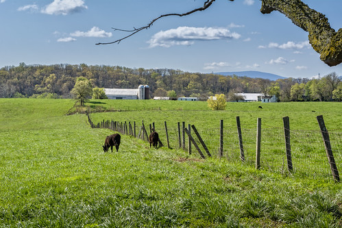 field animal barn fence virginia cow us unitedstates structure land staunton