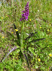 Early Purple Orchid (Orchis mascula)