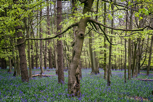 wood trees england bluebells spring dancing unitedkingdom sony gb a99 sonyalpha andyhough southoxfordshiredistrict slta99v andyhoughphotography sadlerswood