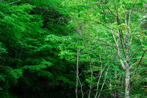 japan shrine 神社 worldheritage 森林 世界遺産 奈良県 玉置神社 十津川 吉野郡