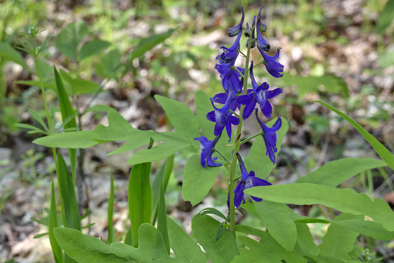 Delphinium tricorne, Montgomery Bell State Park, Dickson County, Tennessee