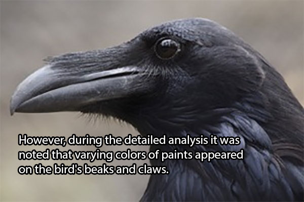 Tačiau po detalios analizės buvo išsiaiškinta, kad įvairių spalvų dažų buvo rasta ant paukščių snapų ir nagų.