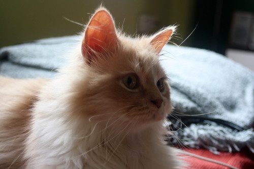 Persi, gato crudo y vainilla de pelo largo y ojos cobre APTO PARA PERROS, nacido en Julio´13, necesita hogar. Valencia. ADOPTADO. 17397895422_17f1dbca3c