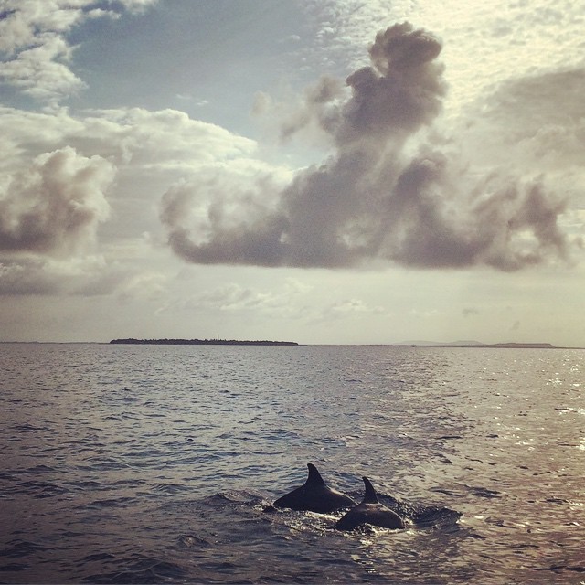 Balicasag Island, Panglao, Bohol 💛💚💙 #dolphinwatch #bohol #islandfun #Philippineresorts #funinPH
