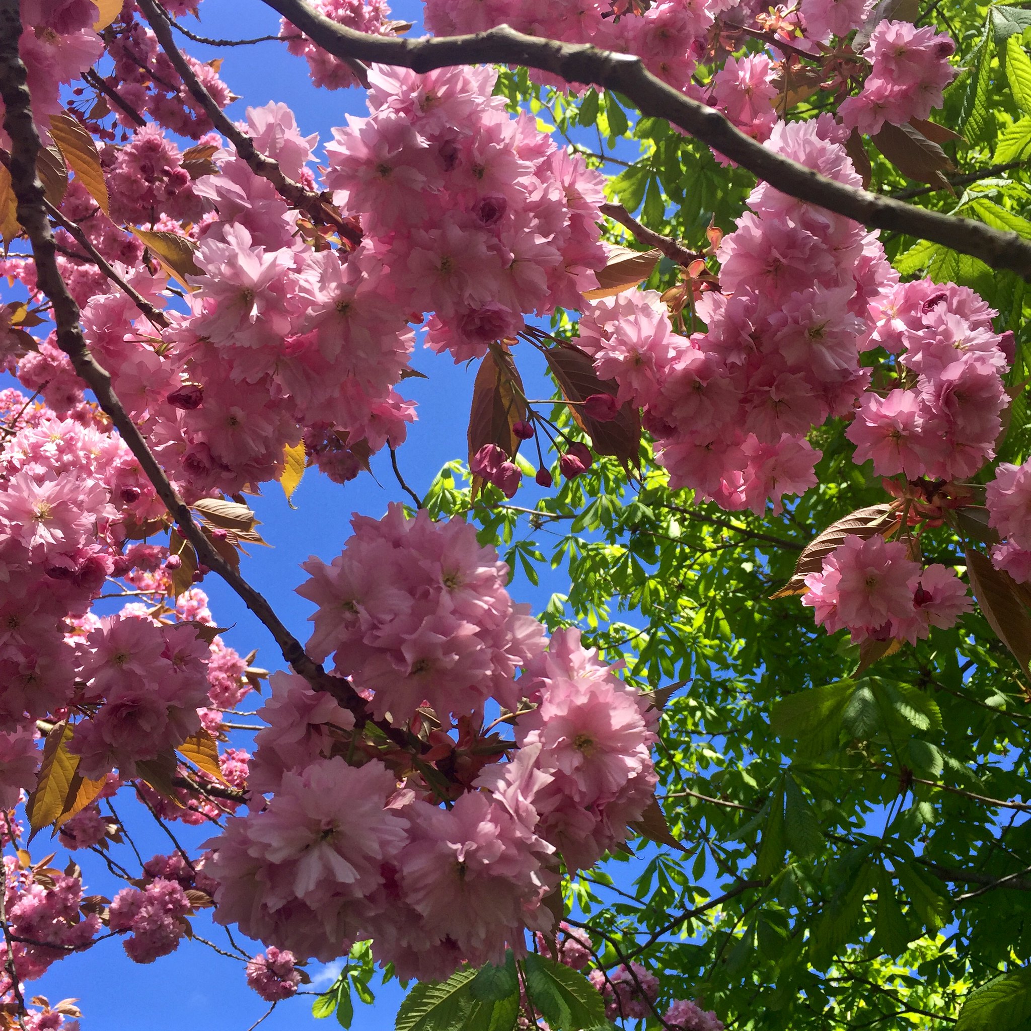 Greenwich Park cherry blossom