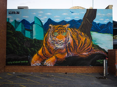 Tiger by Sazar