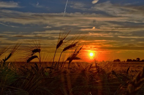 sunset field barley clouds landscape bayern bavaria evening sonnenuntergang sundown outdoor feld wolken landschaft abendstimmung gerste
