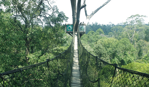 forest indonesia rainforest jungle borneo ka kalimantan eastkalimantan kalimantantimur kutaikartanegara bukitbangkirai