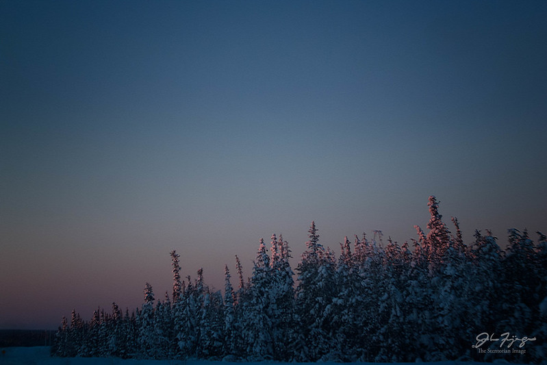 First Light On Snow Covered Pines