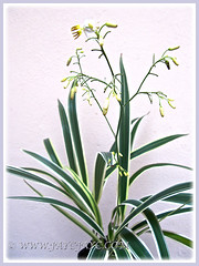 Flowering Dianella ensifolia 'White Variegated' (Umbrella Dracaena, Flax Lily, Sword Leaf Dianella), March 11 2015