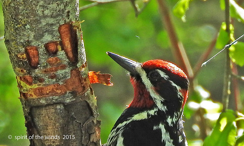 birds wildlife woodpeckers washingtonstate turnbullwildliferefuge naturewatcher