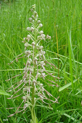 nature fleurs orchidéesauvage orchisbouc hx400v