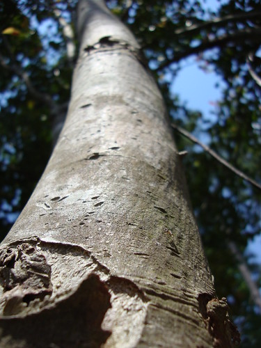 wood sky tree nature leaves landscape nc natural northcarolina bluesky trunk lumberton robesoncounty