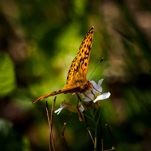 animal butterfly insect natur sverige fjäril boloriaeuphrosyne prydligpärlemorfjäril gävleborgslän jädraåstilllinghed